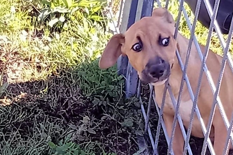 Beszorult egy kutya feje a kerítésbe, a tűzoltók szabadították ki