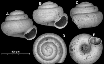 Felfedezték a világ két legkisebb szárazföldi csigafaját 