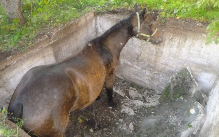 Lovat szabadítottak ki a tűzoltók