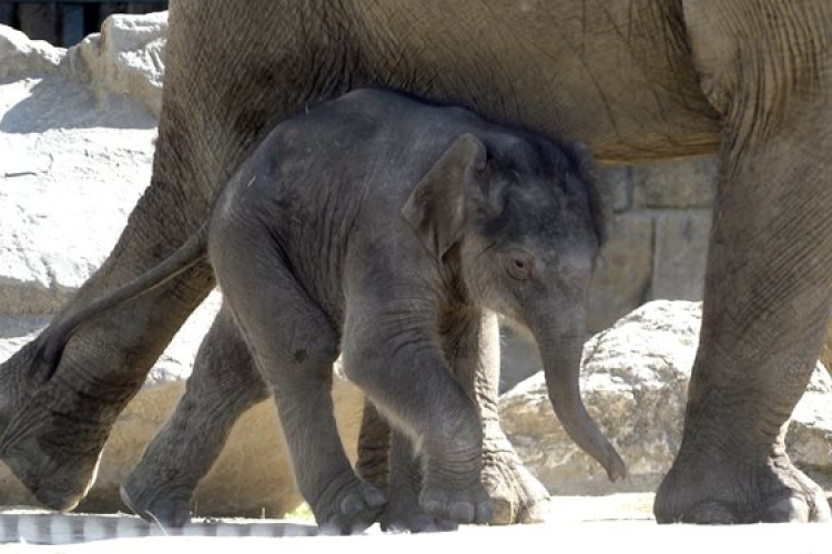 Elnevezték a fővárosi állatkert kiselefántját 