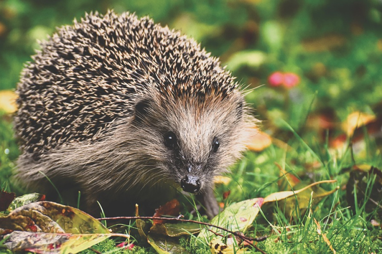 A termetesebb sünök védelmére szólít fel a budapesti állatkert