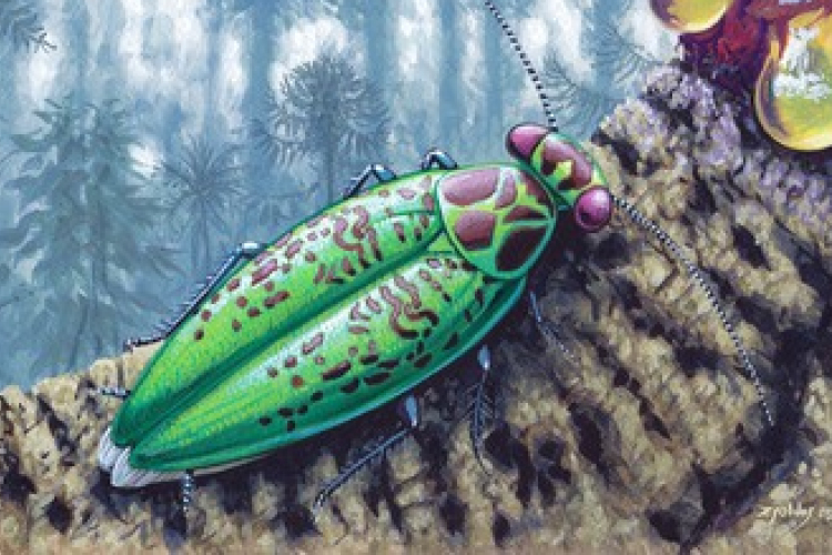 Ismeretlen, már kihalt rovarfajt azonosítottak magyar kutatók egy borostyánban